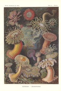 Actiniae - Sea anemone, Pl.49, de "Kunstformen der Natur", grabado por Adolf Giltsch, publicado en 1904 (litografía en color) de Ernst (after) Haeckel