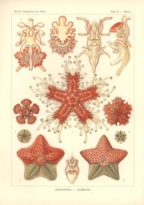 Asteridea - Sea Star, Pl.40. de "Kunstformen der Natur", grabado por Adolf Giltsch, publicado en 1904 (litografía en color) de Ernst (after) Haeckel