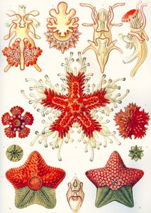 Asteridea "Formas artísticas de la naturaleza de Ernst (after) Haeckel