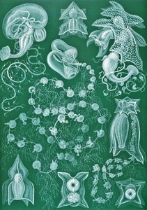 Ejemplos de sifonóforos de "Kunstformen der Natur de Ernst (after) Haeckel