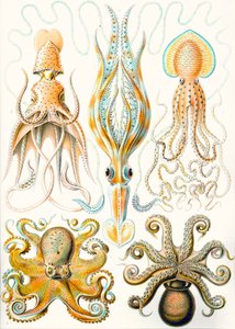 Ejemplos de varios cefalópodos "Kunstformen der Natur" (formas de arte de la naturaleza) de Ernst (after) Haeckel