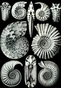 Ilustración de Ammonitida de "Kunstformen der Natur" 1904 (litografía)