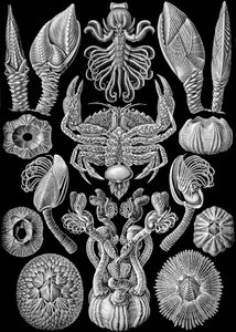 Ilustración de Cirripedia de "Kunstformen der Natur" 1904 (litografía) de Ernst (after) Haeckel