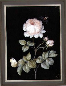 Rosa con abejorro y mariposa de Ernst Friedrich Carl Lang