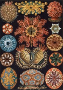 Ascidiae, lámina 85 de `Formas artísticas de la naturaleza`. de Ernst Haeckel