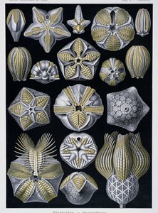 Blastoidea, lámina de Artforms of Nature, c.1899-1904 (grabado en color) de Ernst Haeckel