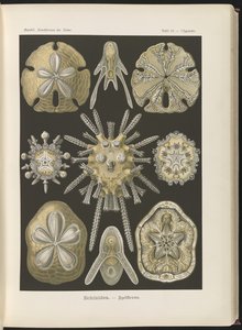 Echinidea: erizos y dólares de mar de Ernst Haeckel