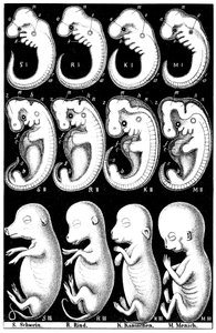 Comparación de embriones de Haeckel de cerdo, vaca, conejo y hombre de Ernst Haeckel