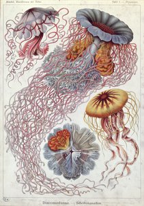Medusa, de "Kunstformen der Natur" (Formas artísticas de la naturaleza)