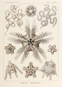 Lámina 10 Ophiothrix Ophiodea de "Kunstformen der Natur" (Formas de arte en la naturaleza) ilustrada por Ernst Haeckel (1834-1919) de Ernst Haeckel