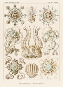 Lámina 16 Pegantha Narcomedusae de "Kunstformen der Natur" (Formas de arte en la naturaleza) ilustrada por Ernst Haeckel (1834-1919) de Ernst Haeckel