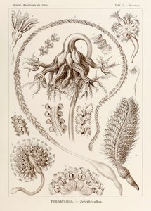 Lámina 19 Pennatula Pennatulida de "Kunstformen der Natur" (Formas de arte en la naturaleza) ilustrada por Ernst Haeckel (1834-1919) de Ernst Haeckel