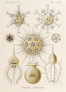 Lámina 1 Circogonia Phaeodaria de "Kunstformen der Natur" (Formas de arte en la naturaleza) ilustrada por Ernst Haeckel (1834-1919) de Ernst Haeckel