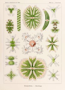Lámina 24 Staurastrum Desmidiea de "Kunstformen der Natur" (Formas de arte en la naturaleza) ilustrada por Ernst Haeckel (1834-1919)