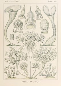 Lámina 3 Stentor Ciliata de "Kunstformen der Natur" (Formas de arte en la naturaleza) ilustrada por Ernst Haeckel (1834-1919) de Ernst Haeckel
