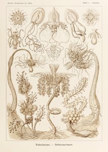 Lámina 6 Tubuletta Tubulariae de "Kunstformen der Natur" (Formas de arte en la naturaleza) ilustrada por Ernst Haeckel (1834-1919) de Ernst Haeckel