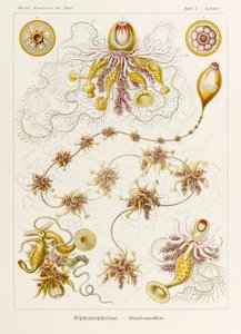 Lámina 7 Epibulia Siphonophorae de "Kunstformen der Natur" (Formas de arte en la naturaleza) ilustrada por Ernst Haeckel (1834-1919)