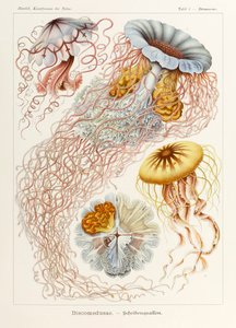 Lámina 8 Desmonema Discomedusae de "Kunstformen der Natur" (Formas de arte en la naturaleza) ilustrada por Ernst Haeckel (1834-1919)