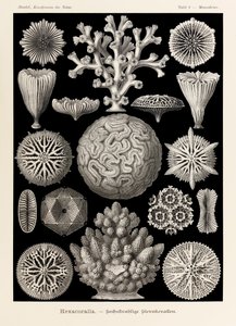 Lámina 9 Maeandrina Hexacoralla de "Kunstformen der Natur" (Formas de arte en la naturaleza) ilustrada por Ernst Haeckel (1834-1919) de Ernst Haeckel