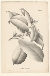 Rama con hojas y capullos Uvaria Ovalifolia (título sobre el objeto) de Ernst Philipp Sixtus
