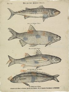Estos son cuatro hermosos peces (título en el objeto) de Erven de Weduwe Jacobus van Egmont