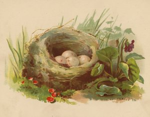 Nido de pájaros (cromolito) de Ethel C. Nisbet