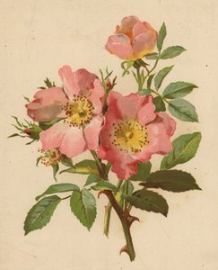 Rosas de perro (cromolito) de Ethel C. Nisbet