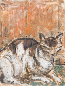 Katze