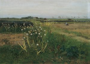 Campo de cebolla floreciente