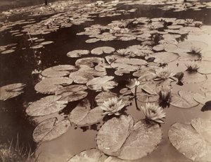 Nenúfares (Bagatelle) de Eugène Atget