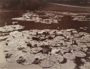 Nenúfares de Eugène Atget
