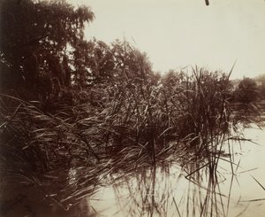 Roseaux, estanque de Plessis-Piquet
