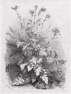 Groups of Various Plants Drawn After Nature:  No. 7 de Eugene Bléry
