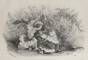 Estudio de Plantas de Grupo de Varias Plantas Dibujado y Litografiado según Nature de Eugene Bléry