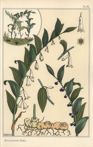 Ilustración botánica de sello de Salomón, Polygonatum multiflorum