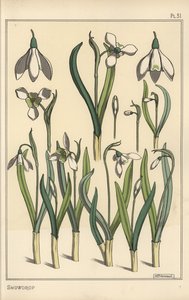 Ilustración botánica de un campanilla de invierno, Galanthus nivalis