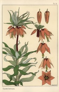 Ilustración botánica de la flor imperial, Fritillaria imperialis de Eugene Grasset
