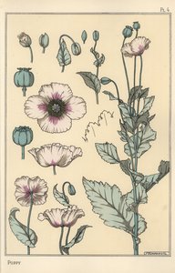 Ilustración botánica de la amapola, con partes de la flor, cápsula de opio de Eugene Grasset