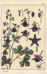 Columbina, Aquilegia vulgaris, partes de la flor