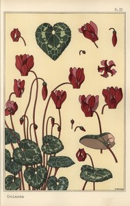 Planta de ciclamen, con detalles de la flor, hojas, pétalos