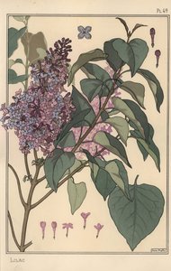 Estudio botánico de lila de Eugene Grasset
