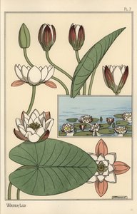 El nenúfar, Nelumbo lutea, y partes de la flor de Eugene Grasset