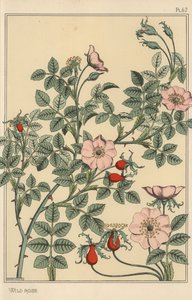 Estudio botánico de rosa silvestre de Eugene Grasset