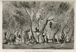 La recolección de aceitunas en la región de Anfisa, dibujo de E.Guillaume, para ilustrar la historia de Henri Belle: Viaje a Grecia de Eugene Guillaume