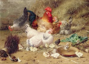Gallinas posadas con sus polluelos