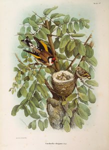 Ilustración de la "Historia Natural de las Aves que Anidan en Lombardía" de Eugenio Bettoni representando al jilguero europeo Carduelis carduelis, por Oscar Dressler