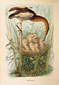 Ilustración de "Historia natural de las aves que anidan en Lombardía" de Eugenio Bettoni representando al Avetorillo común Ixobrychus minutus, por Oscar Dressler
