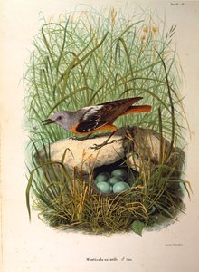 Ilustración de "Historia natural de las aves que anidan en Lombardía" de Eugenio Bettoni representando al Roquero solitario Monticola saxatilis hembra en el nido, por Oscar Dressler