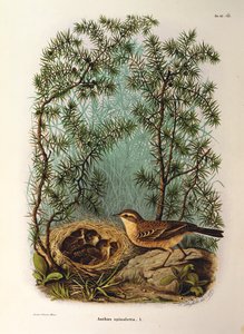 Ilustración de "Natural History of Birds that Nest in Lombardy" de Eugenio Bettoni representando al Anthus spinoletta, por Oscar Dressler