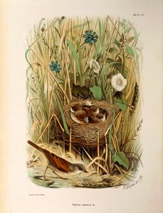 Ilustración de "Historia Natural de las Aves que Anidan en Lombardía" de Eugenio Bettoni representando Curruca zarcera (Sylvia communis o cinerea), por Oscar Dressler